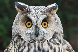 Emsland: Long-eared owl (Asio otus), portrait, Emsland, Lower