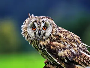 Eared: Long-eared owl (Asio otus), portrait, Neuhaus Wildlife