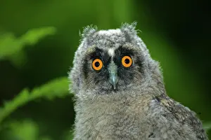 Dessert: Long-eared Owl (asio otus), Portrait of Chick, Normandy