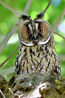 Foliages: Long-eared Owl (Asio otus) portrait of juvenile