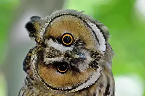 Peculiar: Long-eared Owl (Asio otus) portrait of juvenile