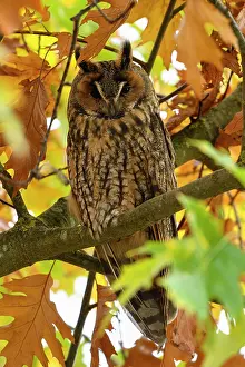 Niederrhein: Long-eared owl (Asio otus), resting, day roost