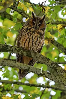 Roost: Long-eared owl (Asio otus), resting, day roost