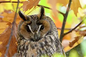 Roost: Long-eared owl (Asio otus), resting, day roost