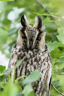 Neusiedl: Long-eared owl (Asio otus) sitting in a tree, juvenile
