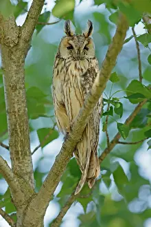 Eared: Long-eared owl (Asio otus) sitting in a tree, wildlife