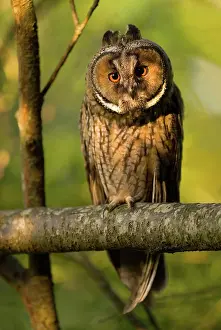 Otus: Long-eared owl (Asio otus) sitting in a warm light