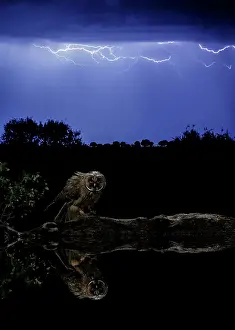 Salamanca: Long-eared Owl (Asio otus) and thunderstorm, Salamanca