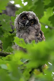 Mnsterland: Long-eared owl, branchling, Merfelder Bruch, Mansterland