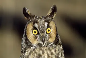 Startled: Long-eared Owl - c/u of head