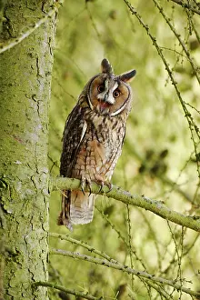 Brian Bevan: Long-eared Owl - calling from larch tree