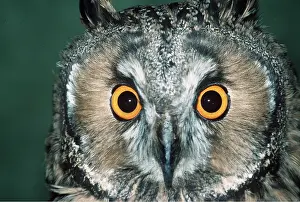 Staring: Long-eared OWL - close-up of head