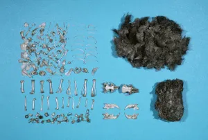 Faeces: Long-eared OWL - dissected owl pellet