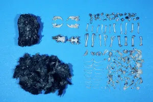 Faeces: Long-eared OWL - dissected owl pellet