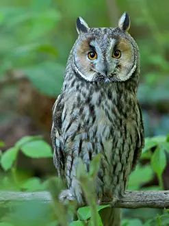 Hidden: Long-eared owl. Enclosure in the Bavarian Forest