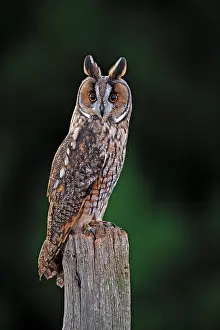 Post: Long-eared Owl - on fence post