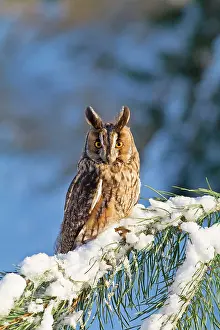 Brian Bevan: Long eared Owl - on fir tree in snow