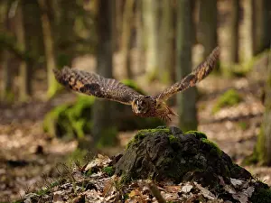 Sm280617: Long-eared Owl-flying, Gemany