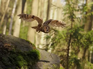 Sm280617: Long-eared Owl-flying, Gemany