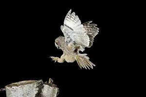 Stump: Long Eared Owl - landing on birch stump