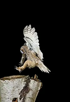 Voles: Long eared Owl - landing on birch stump with vole prey