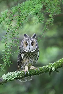 Staring: Long eared Owl - in larch tree