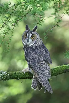 Asio: Long eared Owl - in larch tree