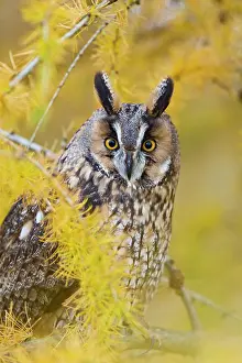 Brian Bevan: Long Eared Owl - in larch tree in Autumn