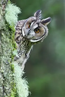 Asio: Long eared Owl - looking around tree