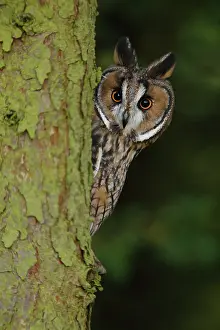 Brian Bevan: Long eared Owl - looks around larch tree