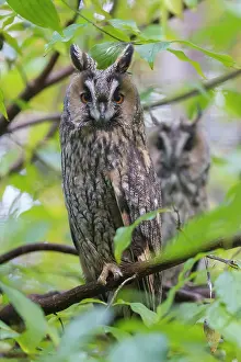 270321: Long Eared Owl - two owls perched on a branch -