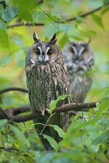 270321: Long Eared Owl - two owls perched on a branch -