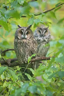 270321: Long Eared Owl - two owls perched on a branch -