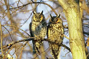 Longeared: Long-eared Owl Pair