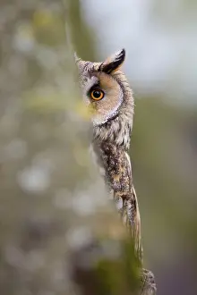Partially: Long Eared Owl - partially behind Pine Tree