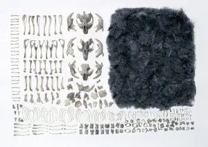 Faeces: Long-Eared Owl - Pellet analysis