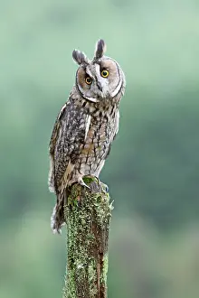 Post: Long eared Owl - perched on post