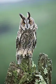 Stump: Long eared Owl - perched on stump