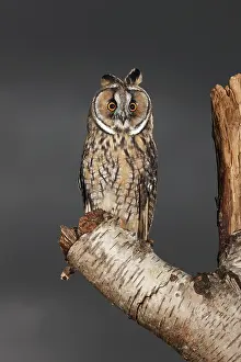 Stump: Long eared Owl - perched on tree stump