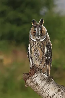 Stump: Long eared Owl - perched on tree stump at dusk