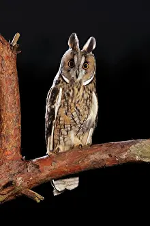 Eared: Long Eared Owl - on pine branch at dusk