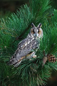 Brian Bevan: Long eared Owl - in pine tree