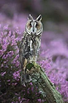 Post: Long eared Owl - on post in heather