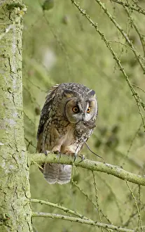 Brian Bevan: Long-eared Owl - with prey in larch tree