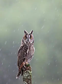 Post: Long eared Owl - in rain