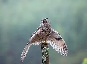 Post: Long eared Owl - in rain
