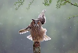Post: Long eared Owl - in rain