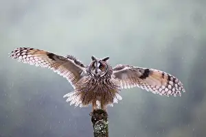 Post: Long eared Owl - in rain with wings spread
