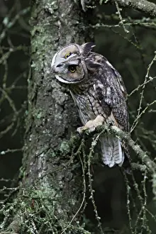 Roosting: Long eared Owl - roosting