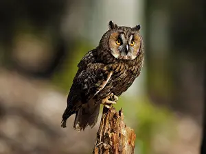 Sm280617: Long-eared Owl-sitting on a stump of tree, Gemany
